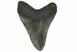 Fossil Megalodon Tooth - Georgia #144300-2